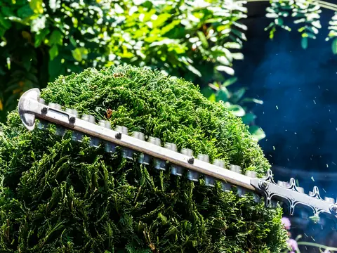 Formschnitt an einer dichten Hecke