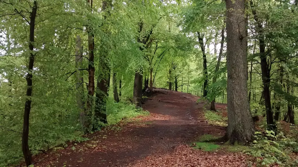 Wald bei Arnsberg