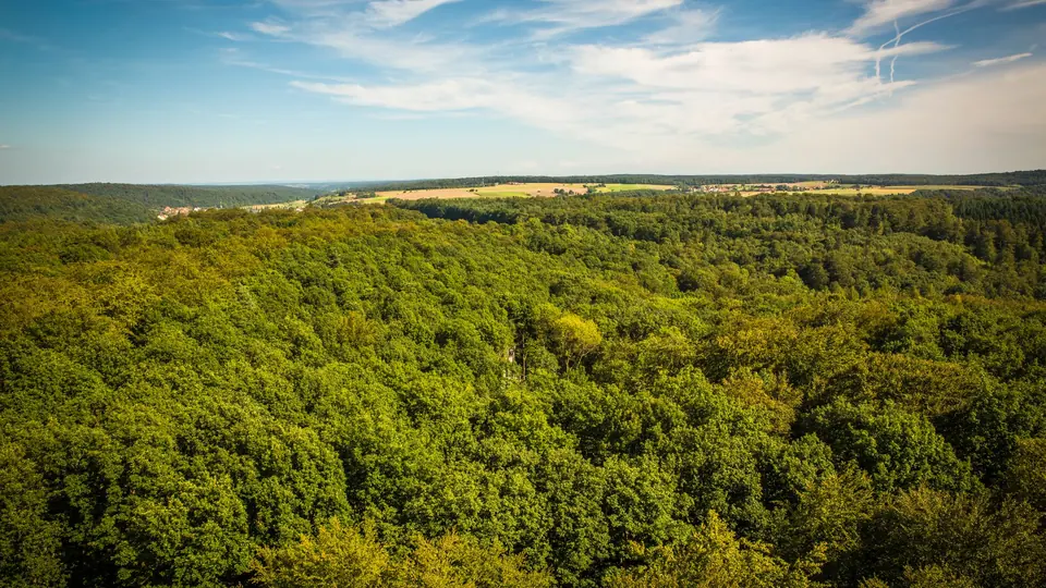 Bewaldete Hügellandschaft